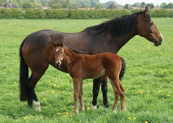  - Kind Of Hush and her Dutch Art filly - 12 May 2018