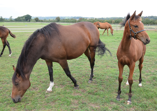  - Kind Of Hush and her Dutch Art filly - 28 August 2018