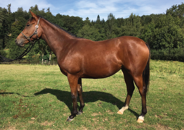  - Dutch Art ex Kind Of Hush filly - 15 September 2019