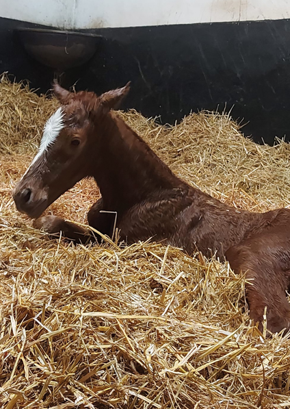  - New Approach ex Tribute Act filly - 26 February 2021