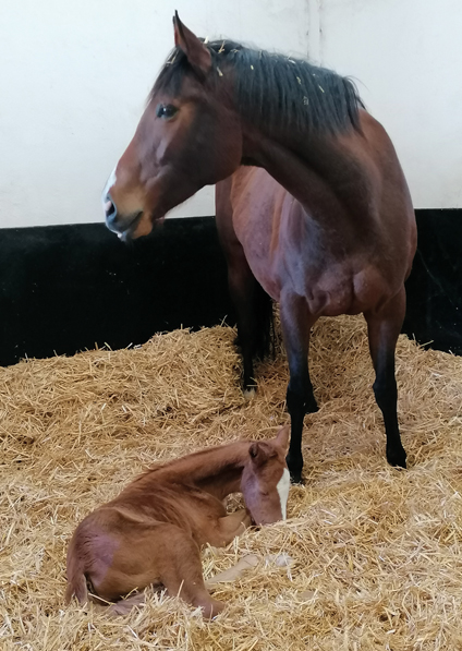  - New Approach ex Tribute Act filly - 26 February 2021