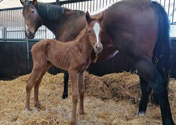  - New Approach ex Tribute Act filly - 26 February 2021