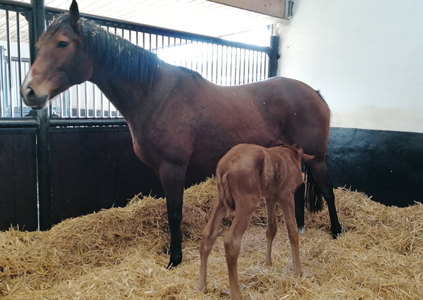  - New Approach ex Tribute Act filly - 26 February 2021