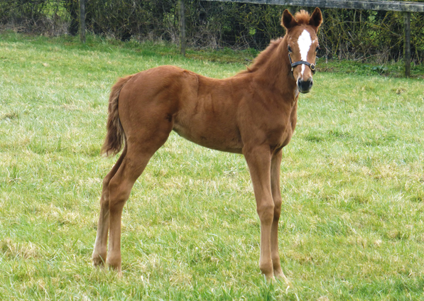  - New Approach ex Tribute Act filly - March 2021