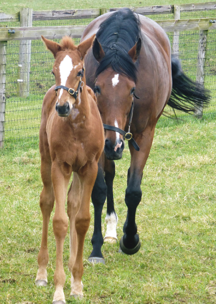  - New Approach ex Tribute Act filly - March 2021