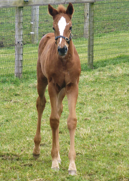  - New Approach ex Tribute Act filly - March 2021