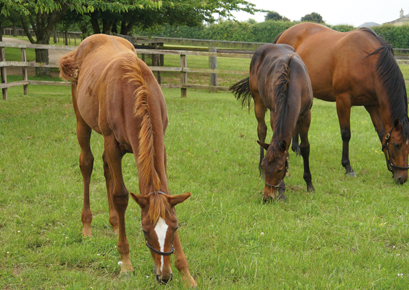  - New Approach ex Tribute Act filly (left) and Sea The Moon ex Harmonica - 2 July 2021