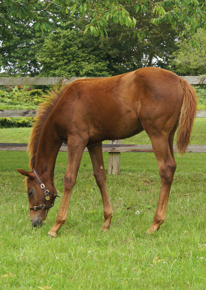  - New Approach ex Tribute Act filly - 2 July 2021