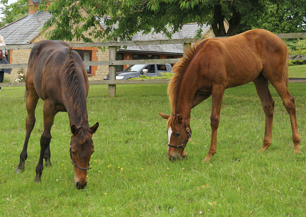  - New Approach ex Tribute Act filly (right) and Sea The Moon ex Harmonica - 2 July 2021