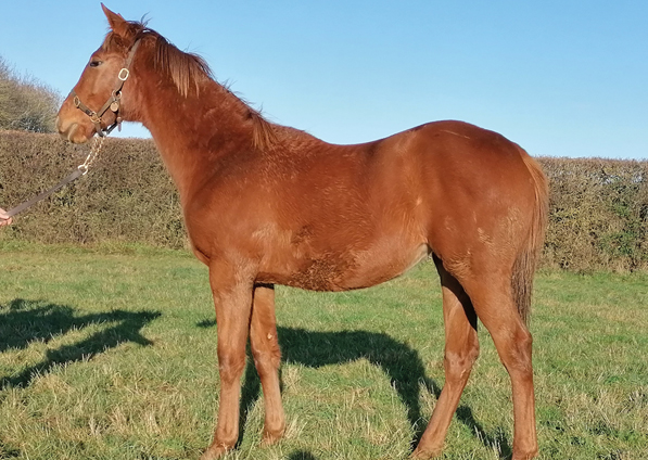  - New Approach ex Tribute Act filly - 10 December 2021