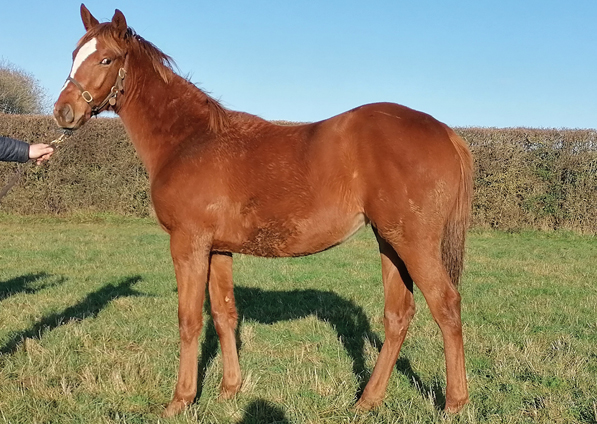  - New Approach ex Tribute Act filly - 10 December 2021