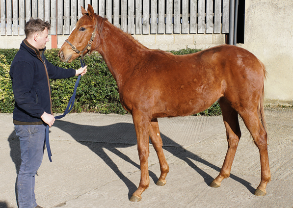  - New Approach ex Tribute Act filly - 17 February 2022
