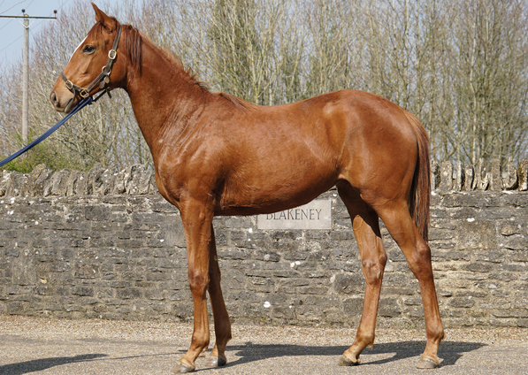  - New Approach ex Tribute Act filly - 24 March 2022