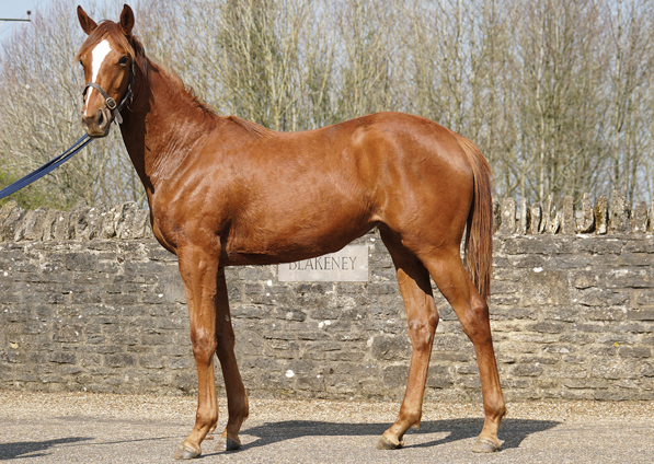  - New Approach ex Tribute Act filly - 24 March 2022