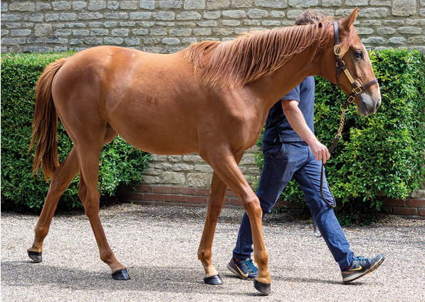  - New Approach ex Tribute Act yearling filly - 30 June 2022