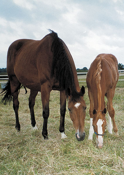  - Kalinka and her 2001 Pennekamp colt