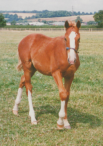  - Pennekamp ex Kalinka 2001 colt - July 2001 - 2