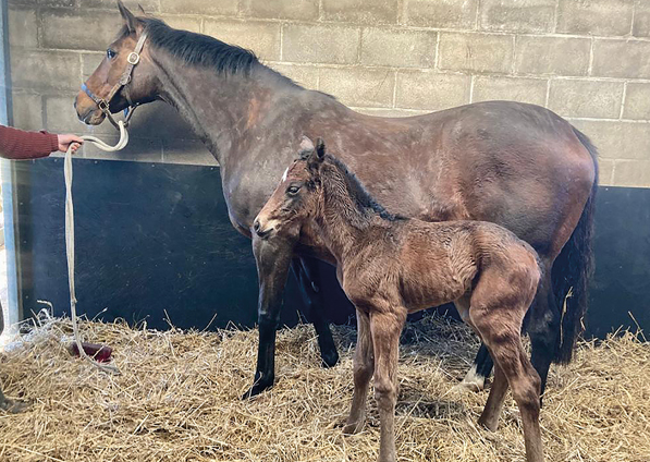  - Affinity and her Calyx filly - 8 March 2022