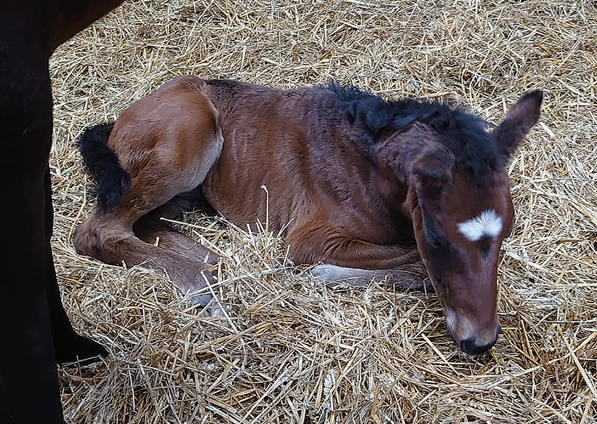  - Calyx ex Affinity filly - 8 March 2022