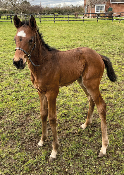  - Calyx ex Affinity filly - 13 March 2022