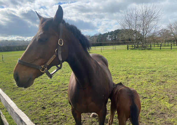  - Affinity and her Calyx filly - 13 March 2022