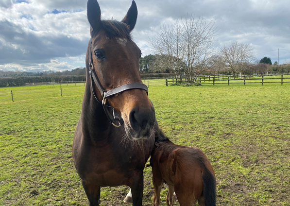  - Affinity and her Calyx filly - 13 March 2022