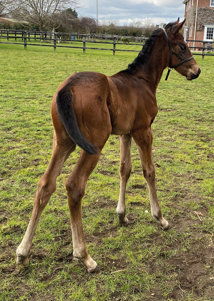  - Calyx ex Affinity filly - 13 March 2022