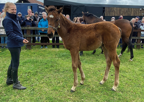  - Calyx ex Affinity filly - 27 May 2022