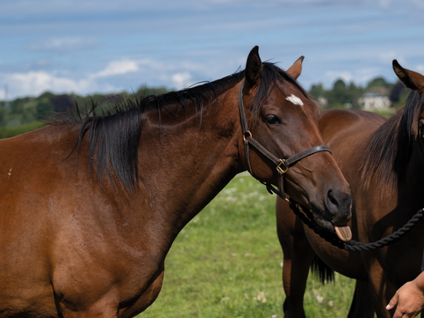  - Calyx ex Affinity filly - 25 July 2023