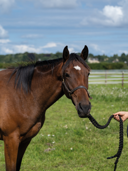  - Calyx ex Affinity filly - 25 July 2023