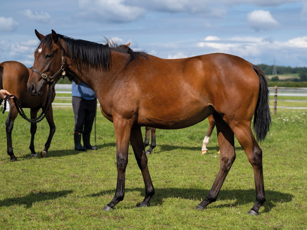  - Calyx ex Affinity filly - 25 July 2023