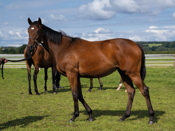  - Calyx ex Affinity filly - 25 July 2023