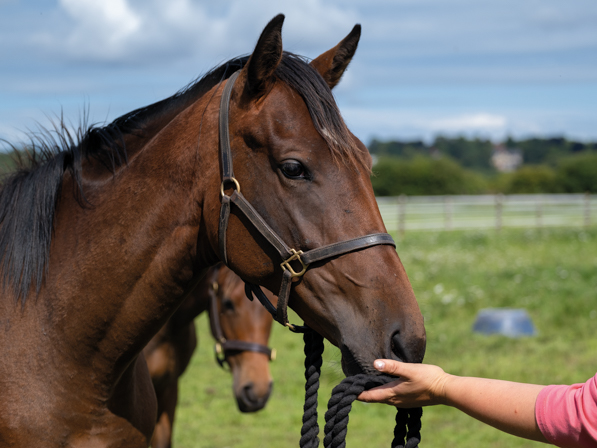  - Calyx ex Affinity filly - 25 July 2023