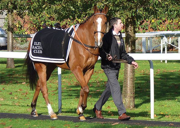  - Reverb in the parade ring at Kempton - 4 November 2013