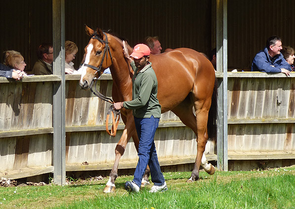  - Reverb at Seven Barrows stables - 13 April 2014