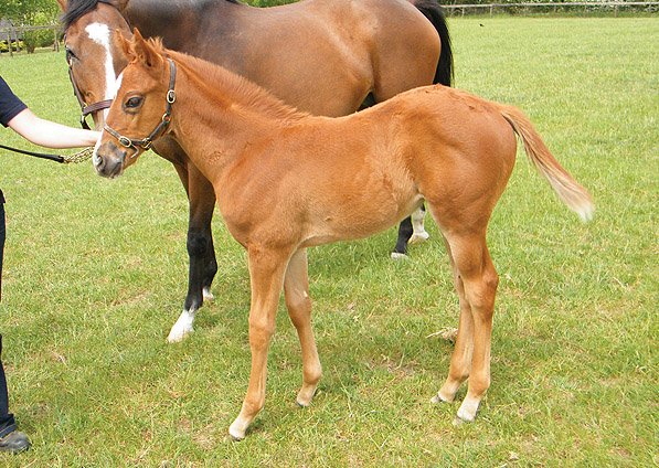  - Manduro ex Sister Act filly - May 2010