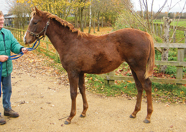  - Manduro ex Sister Act filly - November 2011