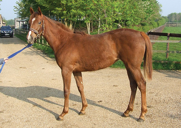  - Manduro ex Sister Act filly - April 2011