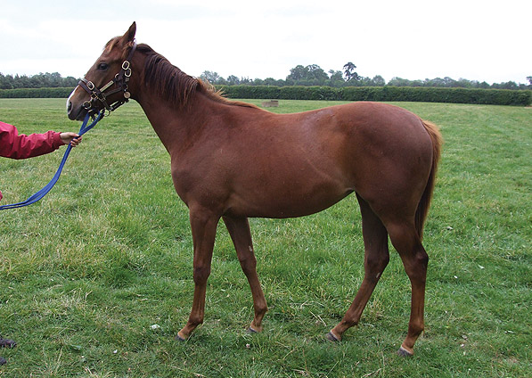  - Manduro ex Sister Act filly - June 2011