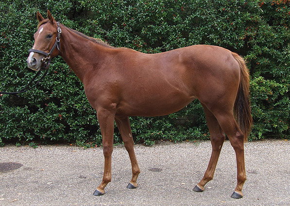  - Manduro ex Sister Act filly - September 2011