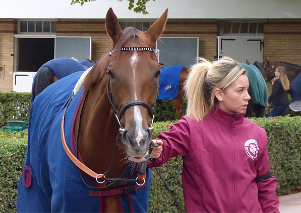  - Ribbons at the Arc meeting at Longchamp - 5 October 2014