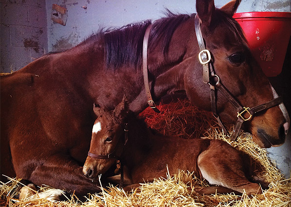  - Soviet Song and her 2014 Speightstown filly - February 2014