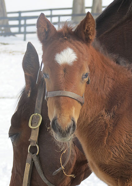  - Speightstown ex Soviet Song filly - February 2014 - 1