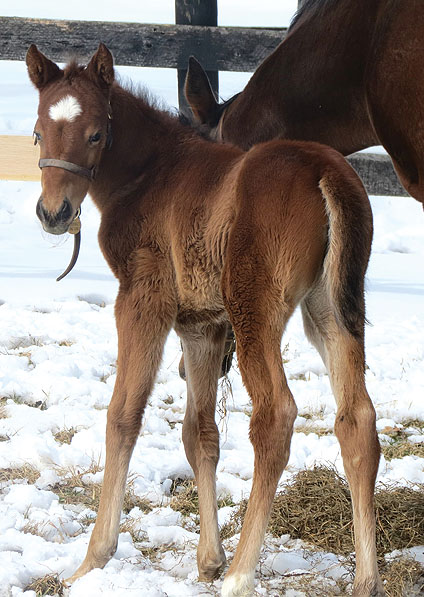  - Speightstown ex Soviet Song filly - February 2014 - 2