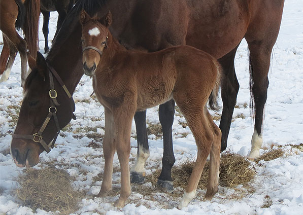  - Speightstown ex Soviet Song filly - February 2014 - 3