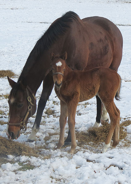  - Speightstown ex Soviet Song filly - February 2014 - 4