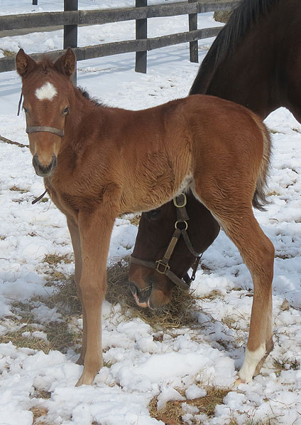  - Speightstown ex Soviet Song filly - February 2014 - 5