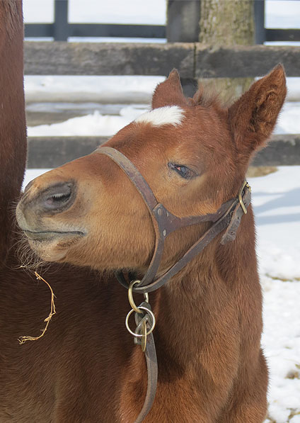  - Speightstown ex Soviet Song filly - February 2014 - 6
