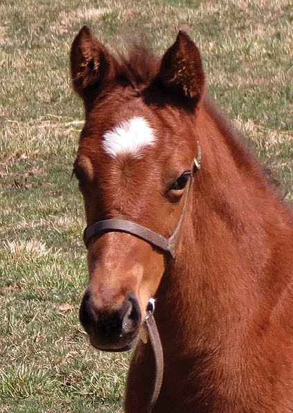  - Speightstown ex Soviet Song filly - March 2014 - 1