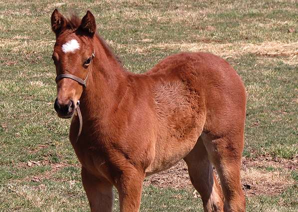  - Speightstown ex Soviet Song filly - March 2014 - 2